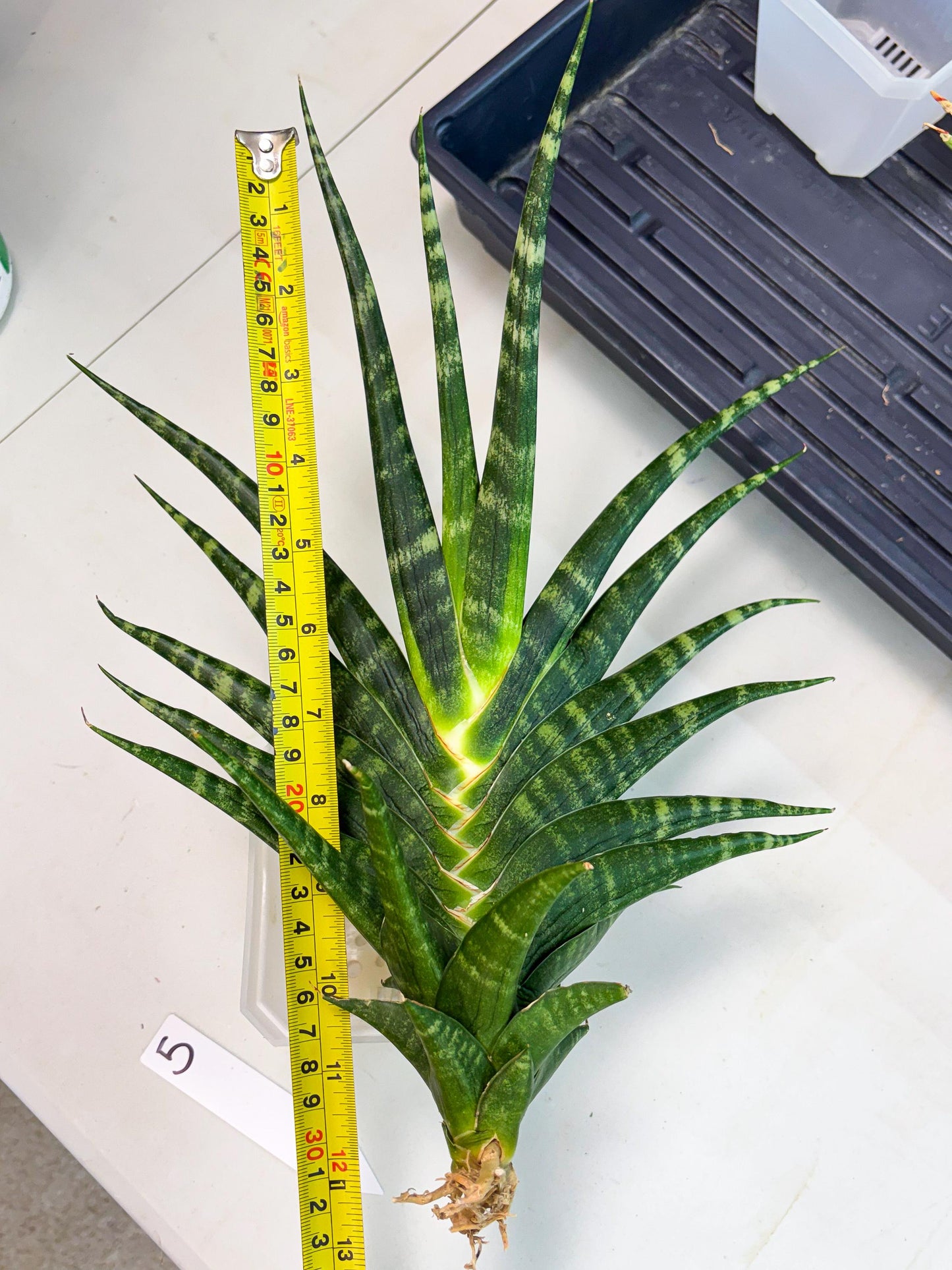 Sansevieria motomo x Ariela (ha8) (5) | Only For Advanced Collectors!