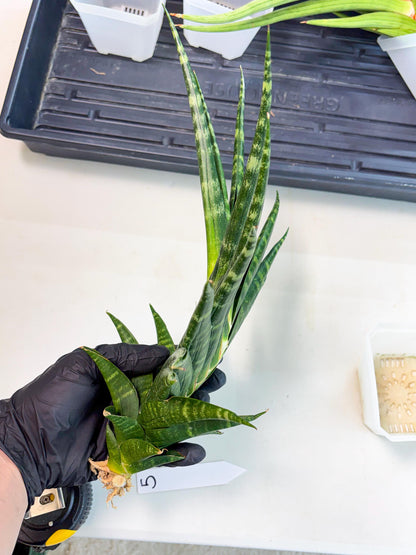 Sansevieria motomo x Ariela (ha8) (5) | Only For Advanced Collectors!