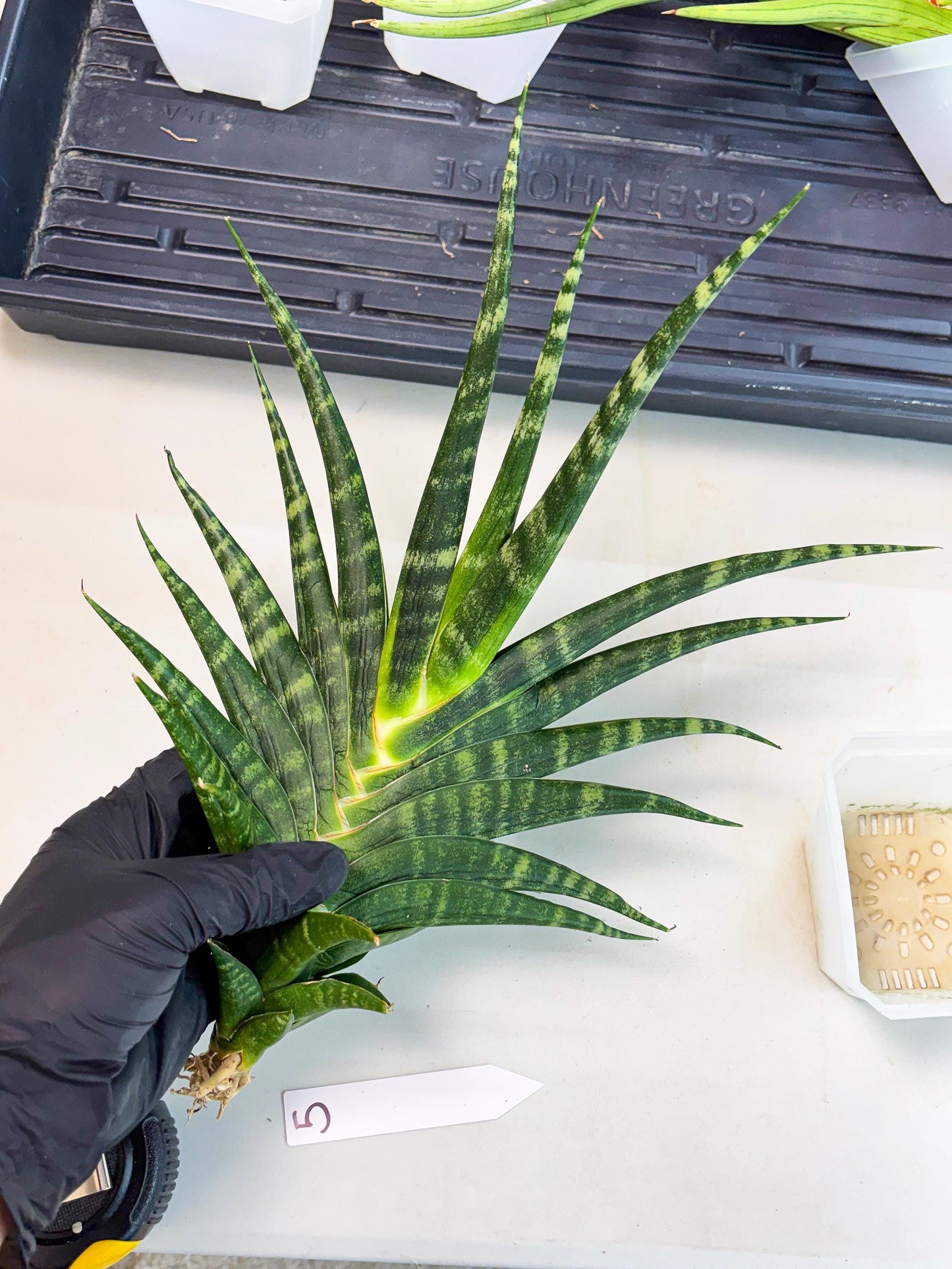 Sansevieria motomo x Ariela (ha8) (5) | Only For Advanced Collectors!