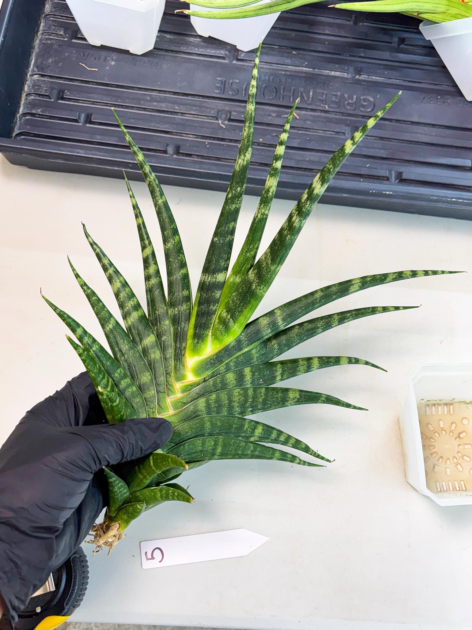 Sansevieria motomo x Ariela (ha8) (5) | Only For Advanced Collectors!