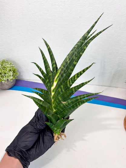 Sansevieria motomo x Ariela (ha8) (5) | Only For Advanced Collectors!
