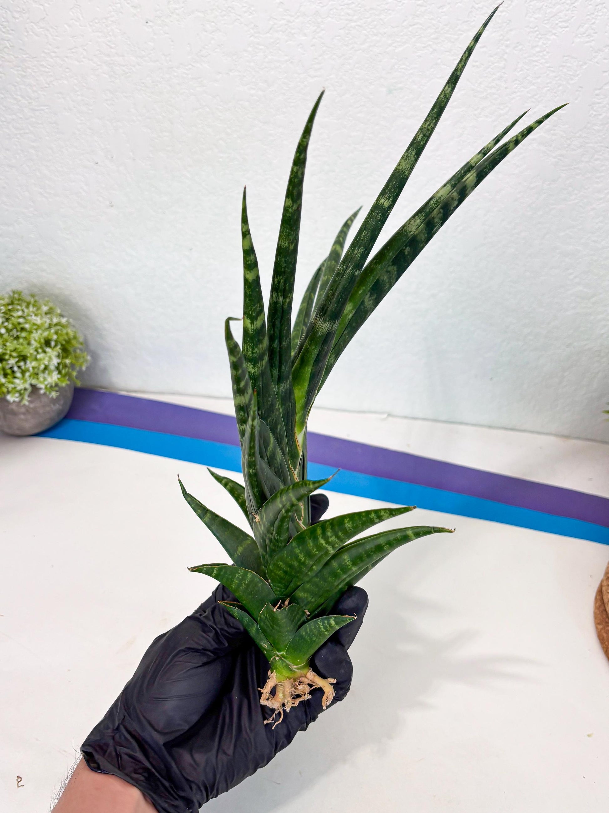 Sansevieria motomo x Ariela (ha8) (5) | Only For Advanced Collectors!