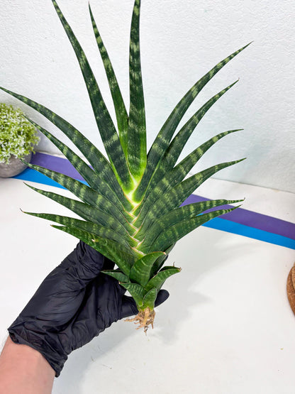 Sansevieria motomo x Ariela (ha8) (5) | Only For Advanced Collectors!