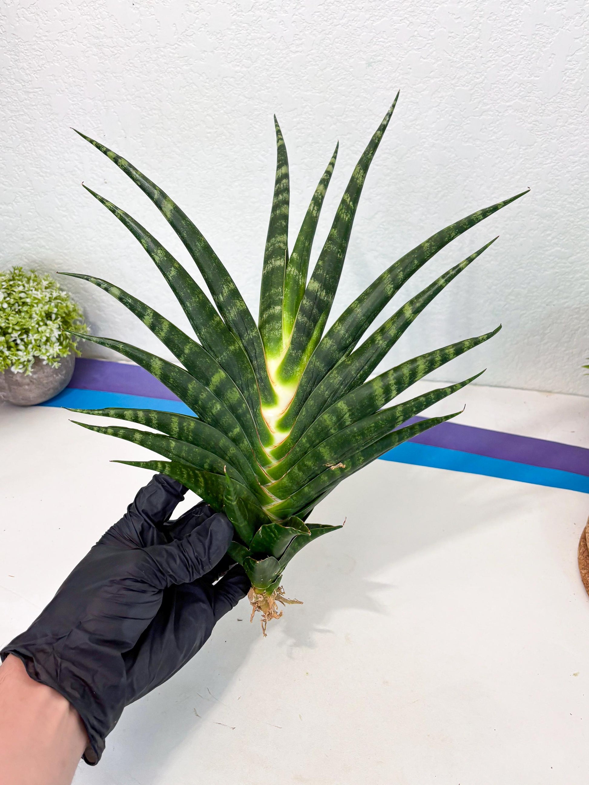 Sansevieria motomo x Ariela (ha8) (5) | Only For Advanced Collectors!
