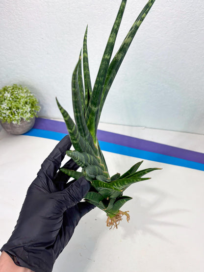 Sansevieria motomo x Ariela (ha8) (5) | Only For Advanced Collectors!