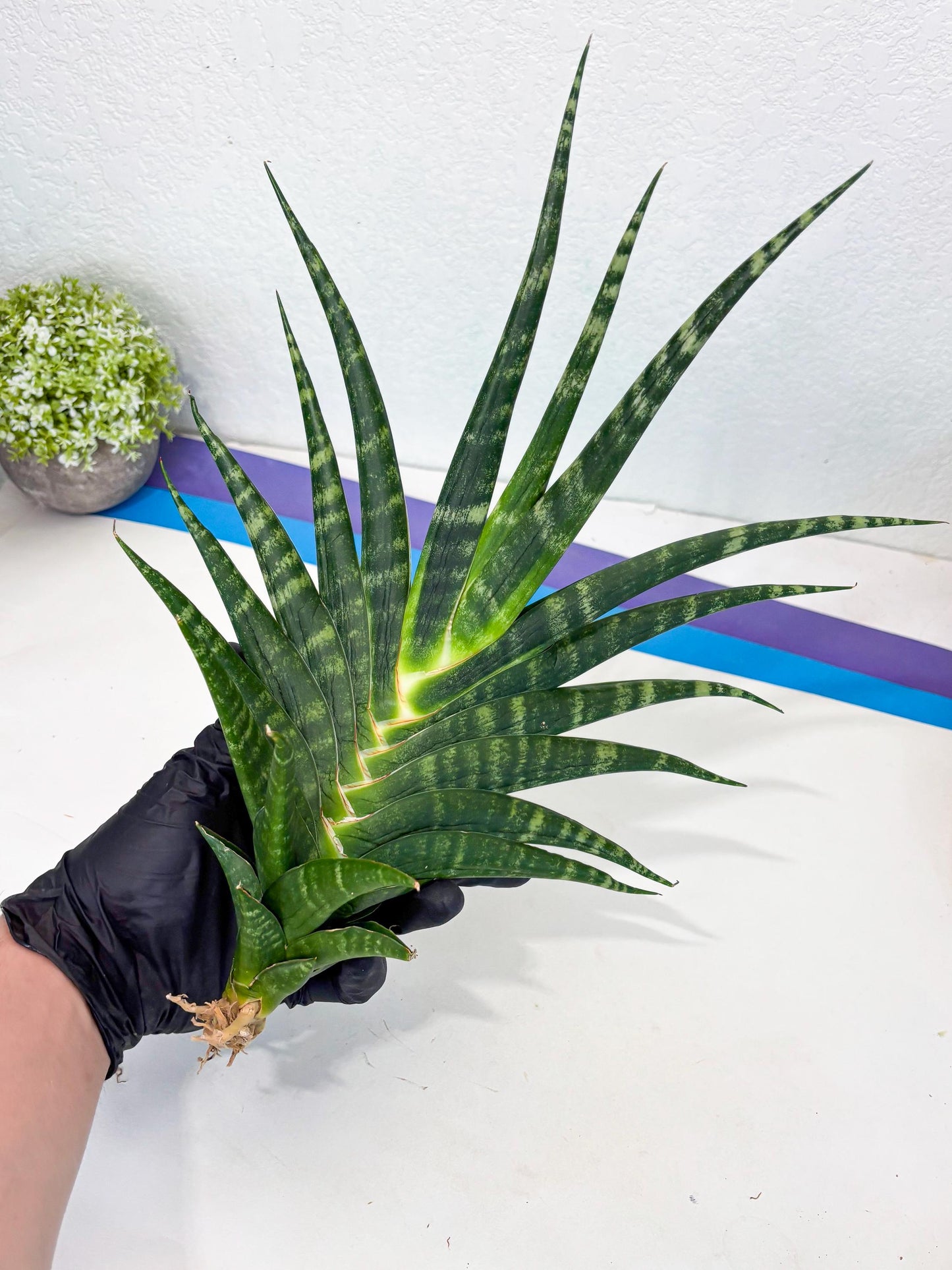 Sansevieria motomo x Ariela (ha8) (5) | Only For Advanced Collectors!