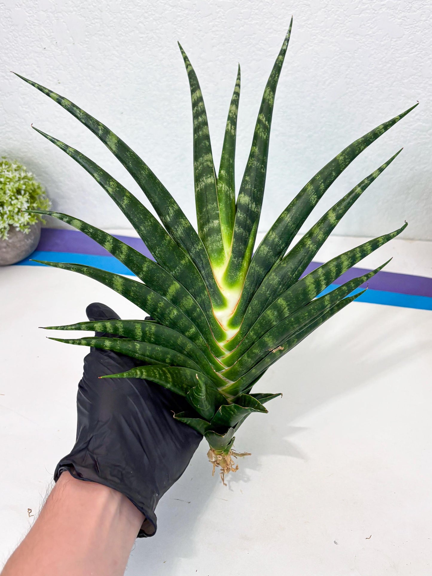 Sansevieria motomo x Ariela (ha8) (5) | Only For Advanced Collectors!
