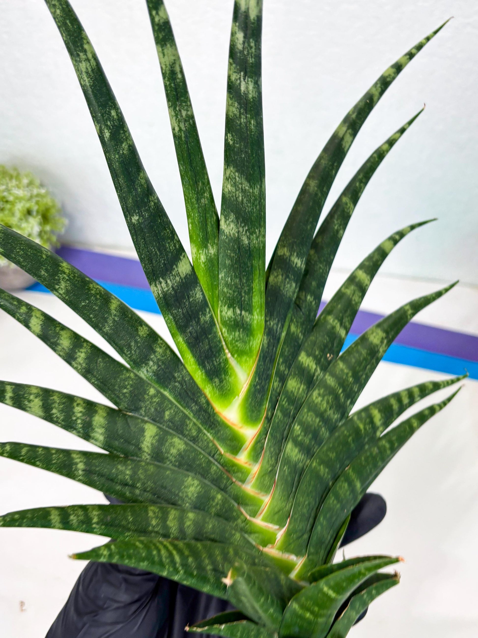 Sansevieria motomo x Ariela (ha8) (5) | Only For Advanced Collectors!