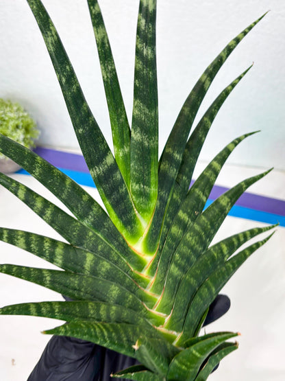 Sansevieria motomo x Ariela (ha8) (5) | Only For Advanced Collectors!