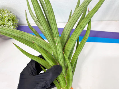 Sansevieria Quentin (ha8) (6) | Only For Advanced Collectors!