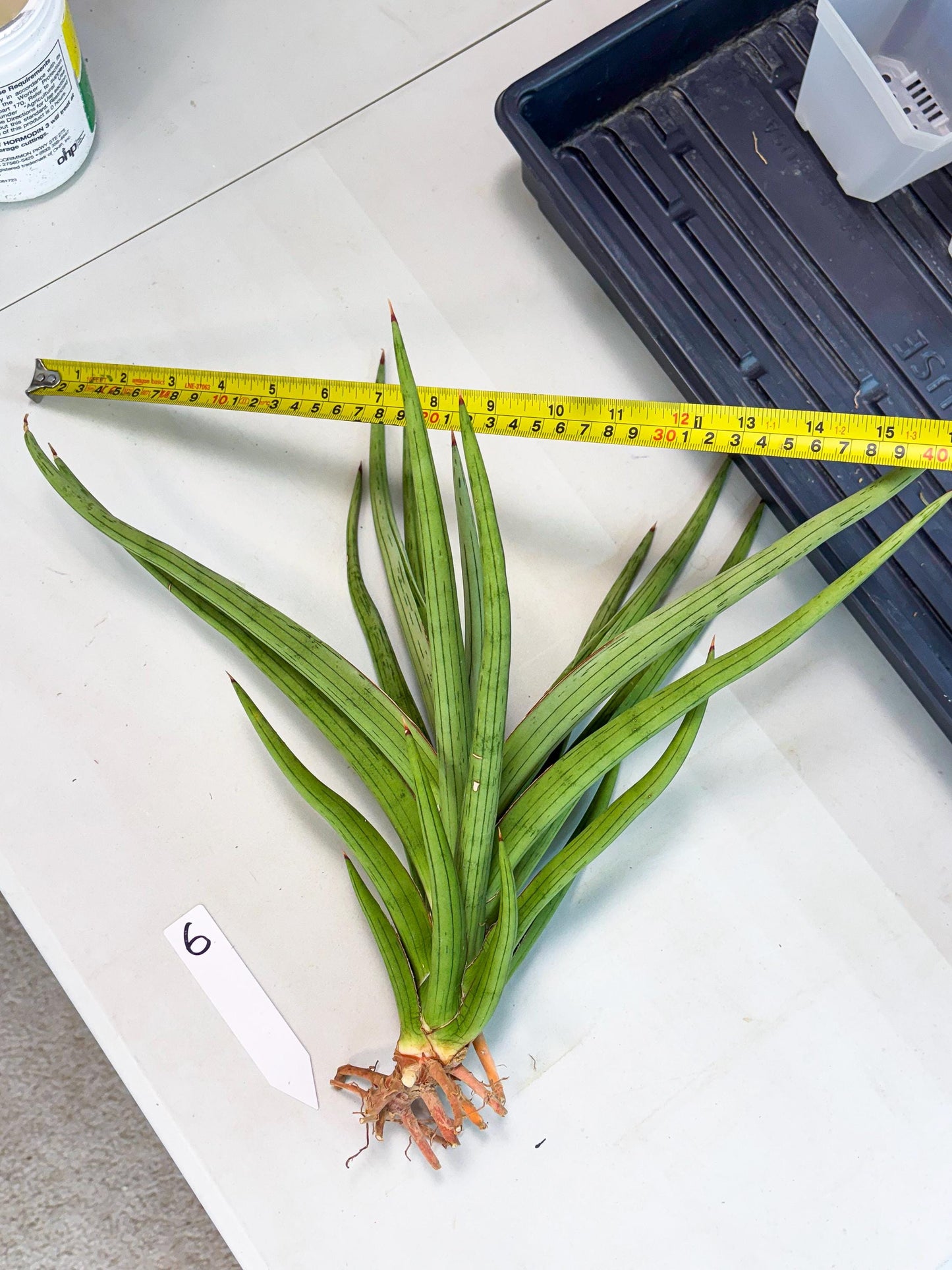 Sansevieria Quentin (ha8) (6) | Only For Advanced Collectors!