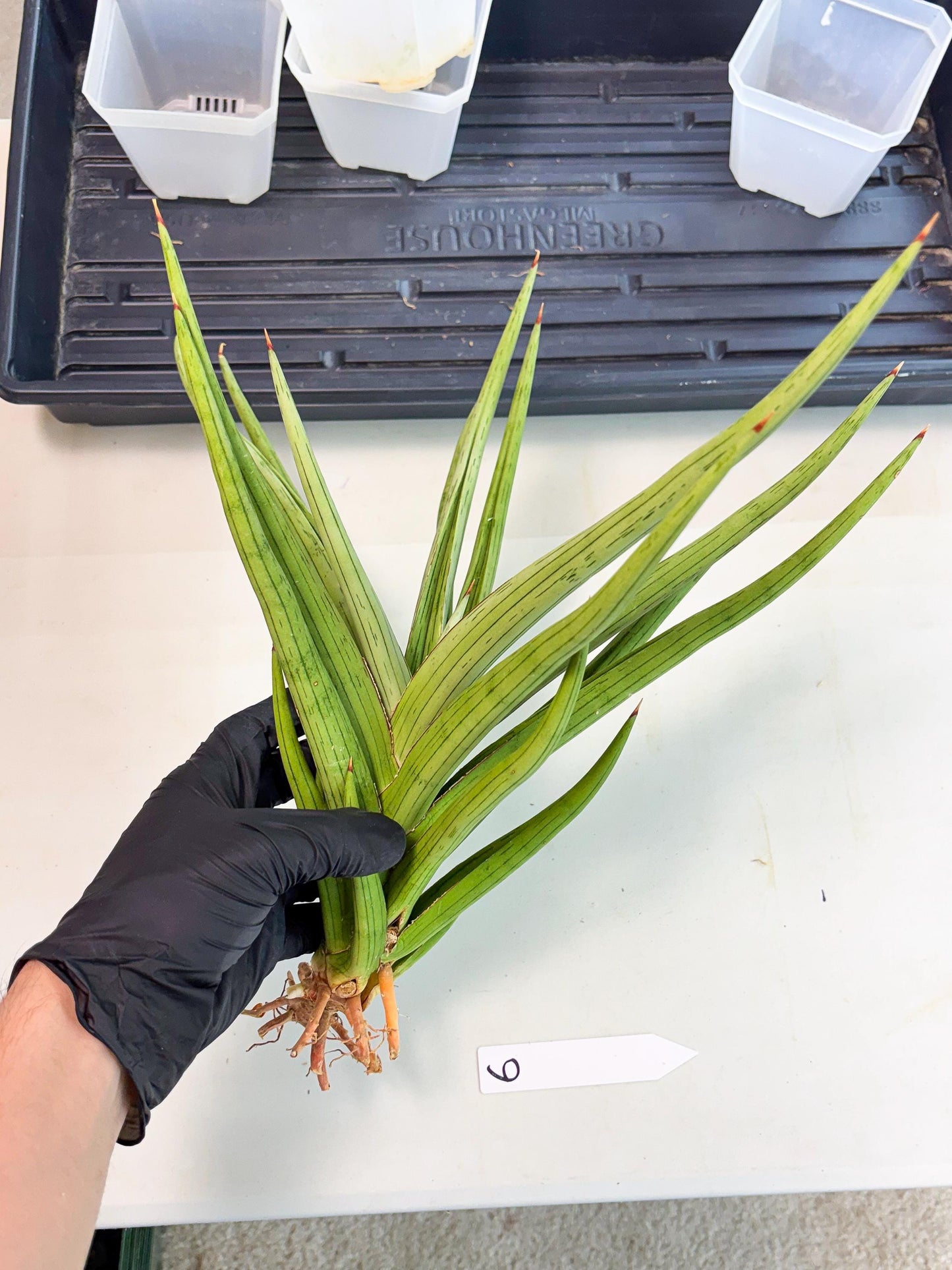Sansevieria Quentin (ha8) (6) | Only For Advanced Collectors!