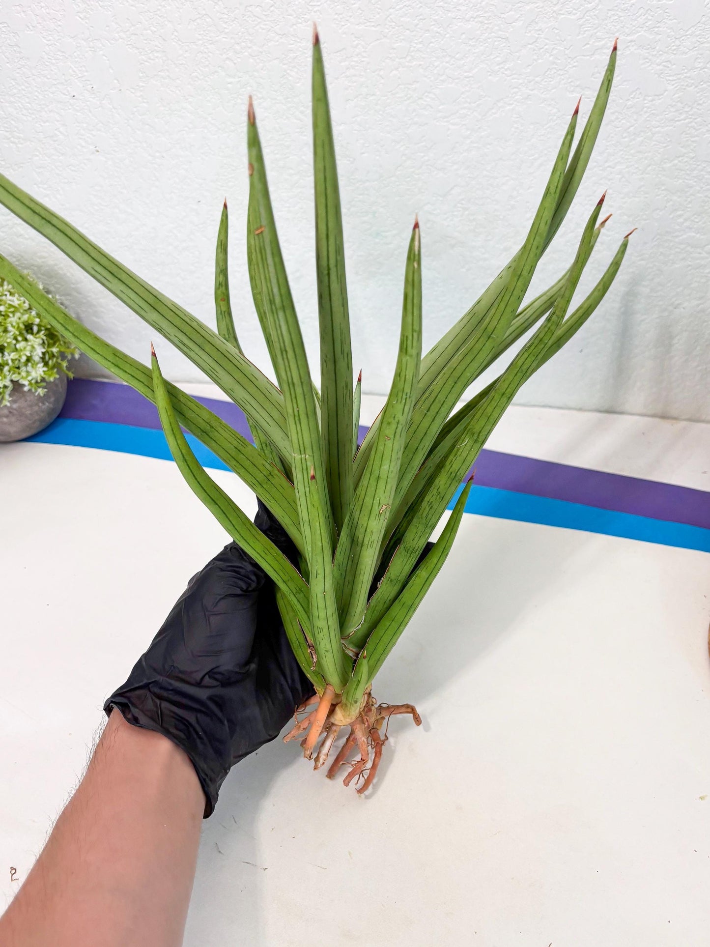 Sansevieria Quentin (ha8) (6) | Only For Advanced Collectors!