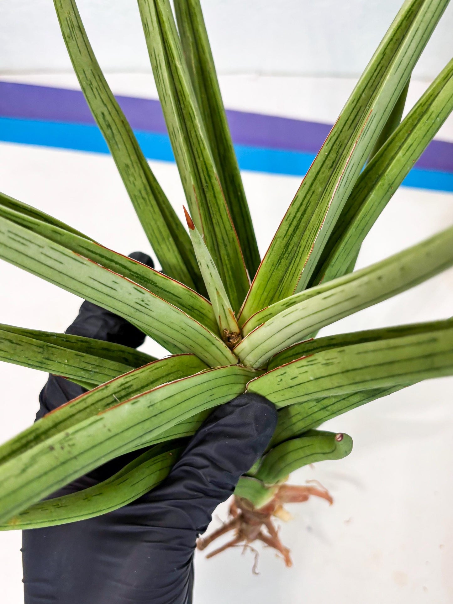 Sansevieria Quentin (ha8) (6) | Only For Advanced Collectors!
