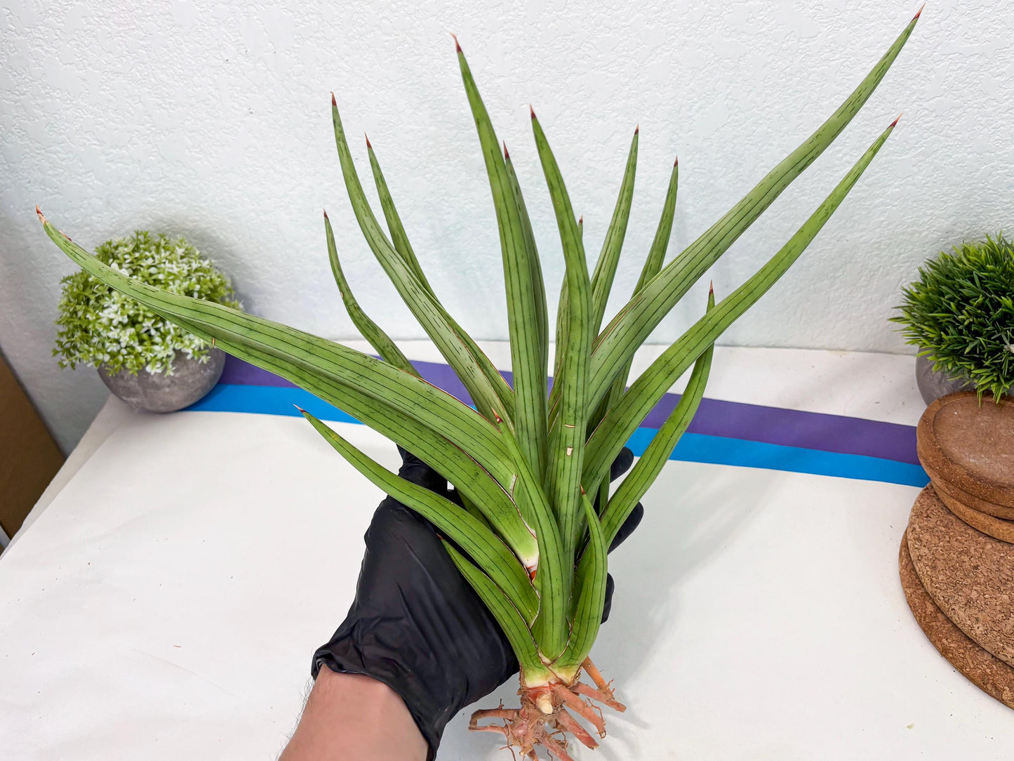 Sansevieria Quentin (ha8) (6) | Only For Advanced Collectors!