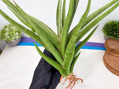 Sansevieria Quentin (ha8) (6) | Only For Advanced Collectors!