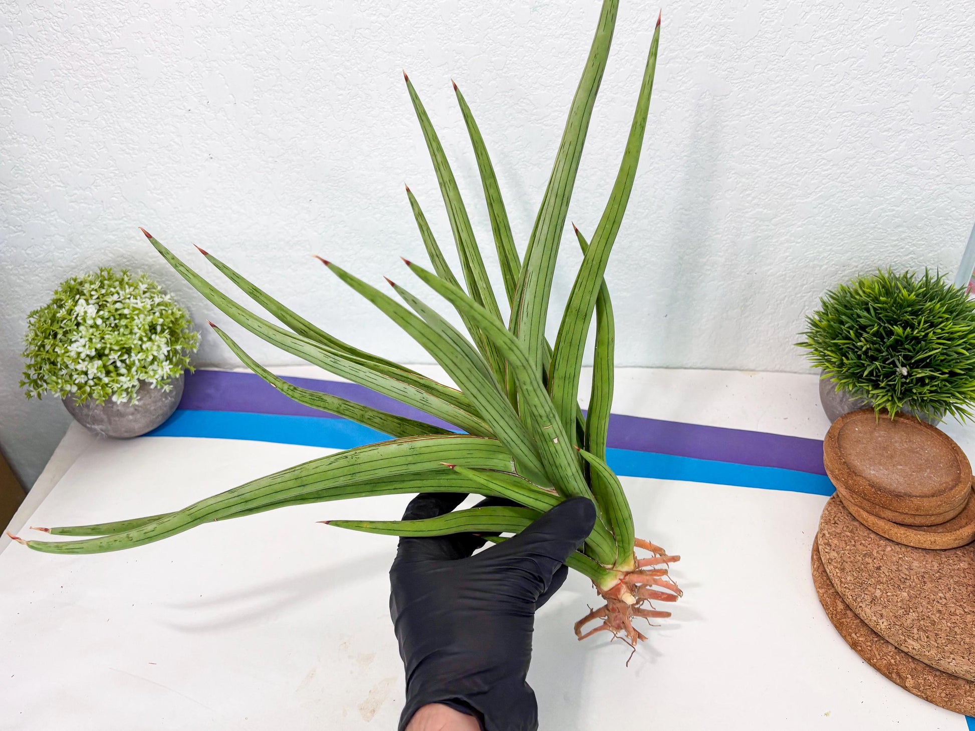 Sansevieria Quentin (ha8) (6) | Only For Advanced Collectors!