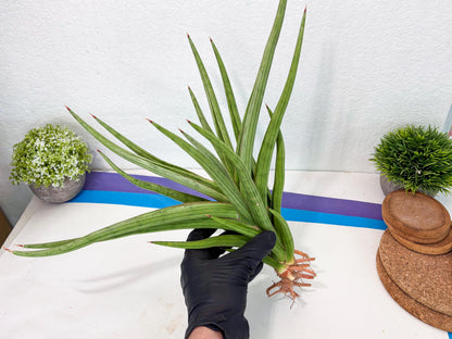 Sansevieria Quentin (ha8) (6) | Only For Advanced Collectors!