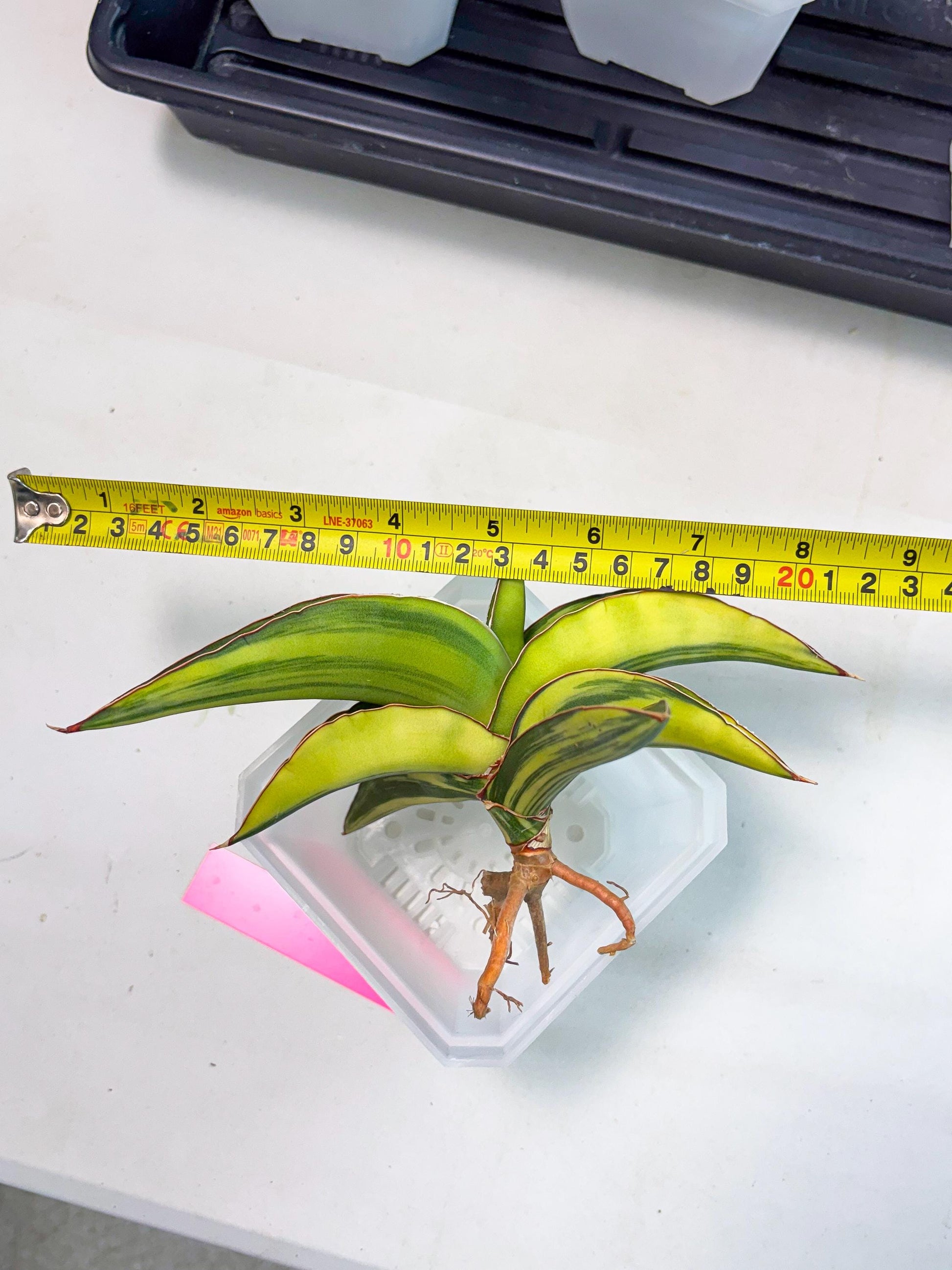 Sansevieria Robusta Var (p) | Rare imported