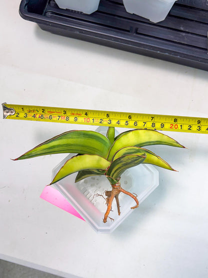 Sansevieria Robusta Var (p) | Rare imported