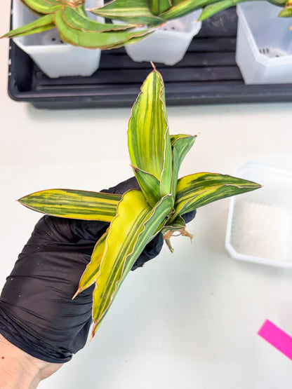 Sansevieria Robusta Var (p) | Rare imported