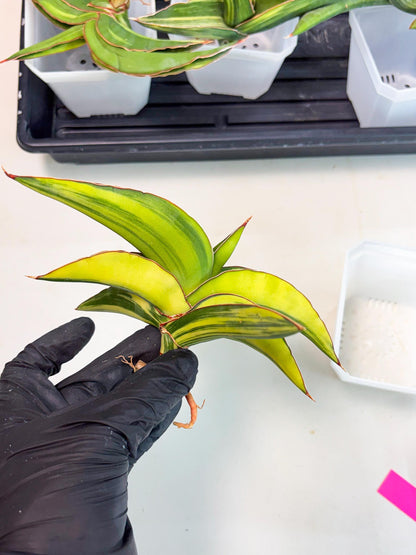 Sansevieria Robusta Var (p) | Rare imported