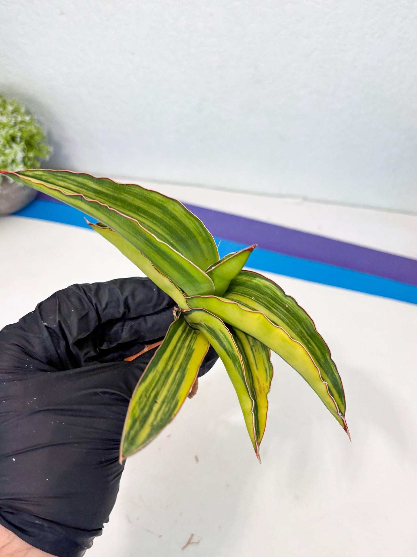 Sansevieria Robusta Var (p) | Rare imported