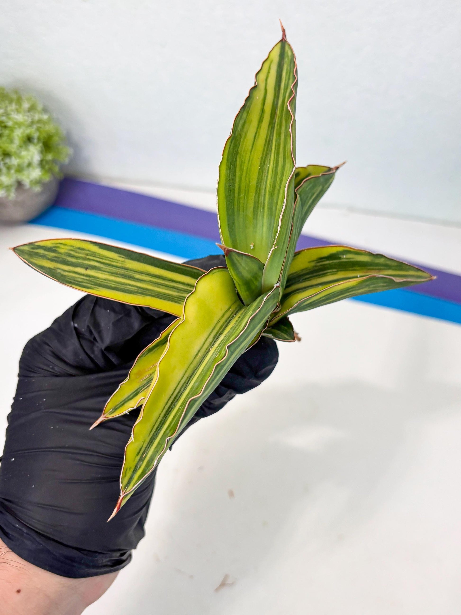 Sansevieria Robusta Var (p) | Rare imported