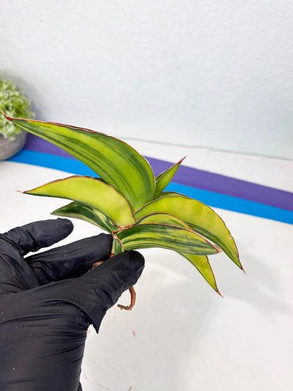 Sansevieria Robusta Var (p) | Rare imported