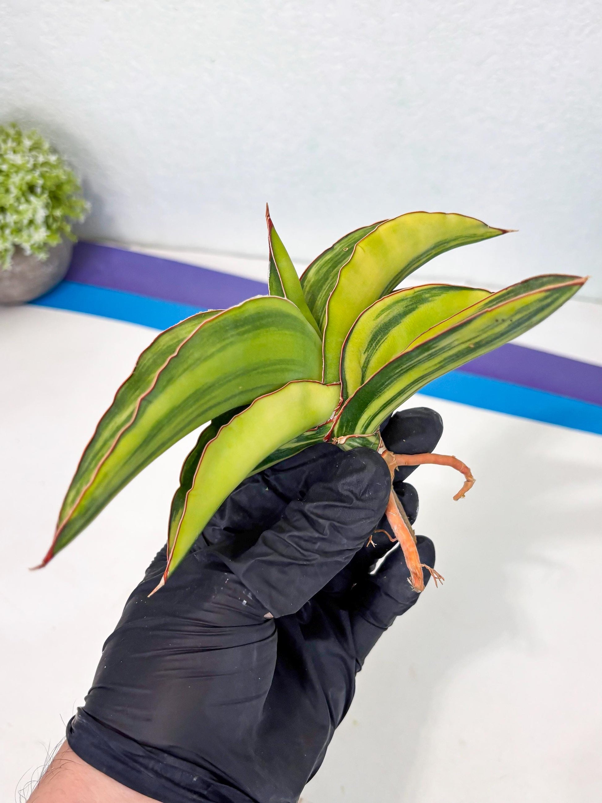 Sansevieria Robusta Var (p) | Rare imported