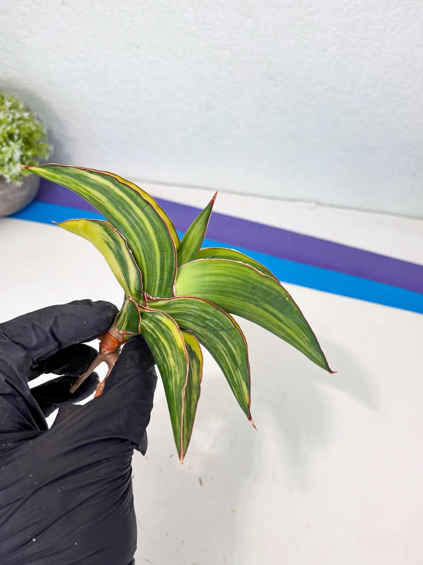 Sansevieria Robusta Var (p) | Rare imported