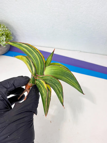 Sansevieria Robusta Var (p) | Rare imported