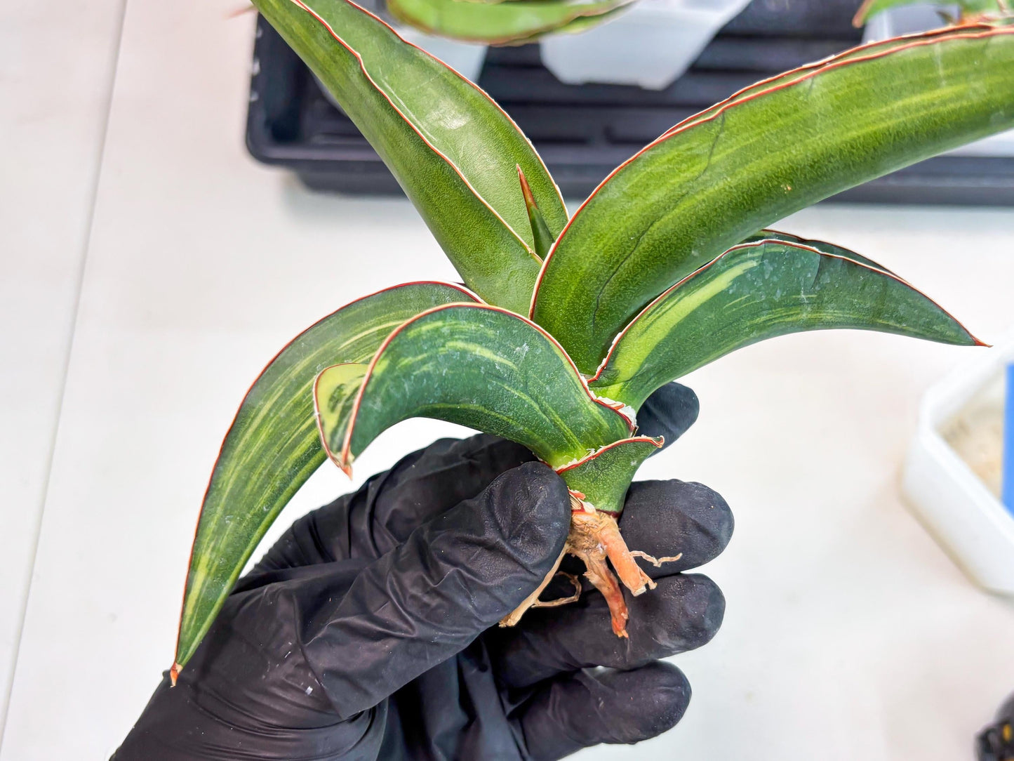 Sansevieria Robusta Var (b) | Rare imported