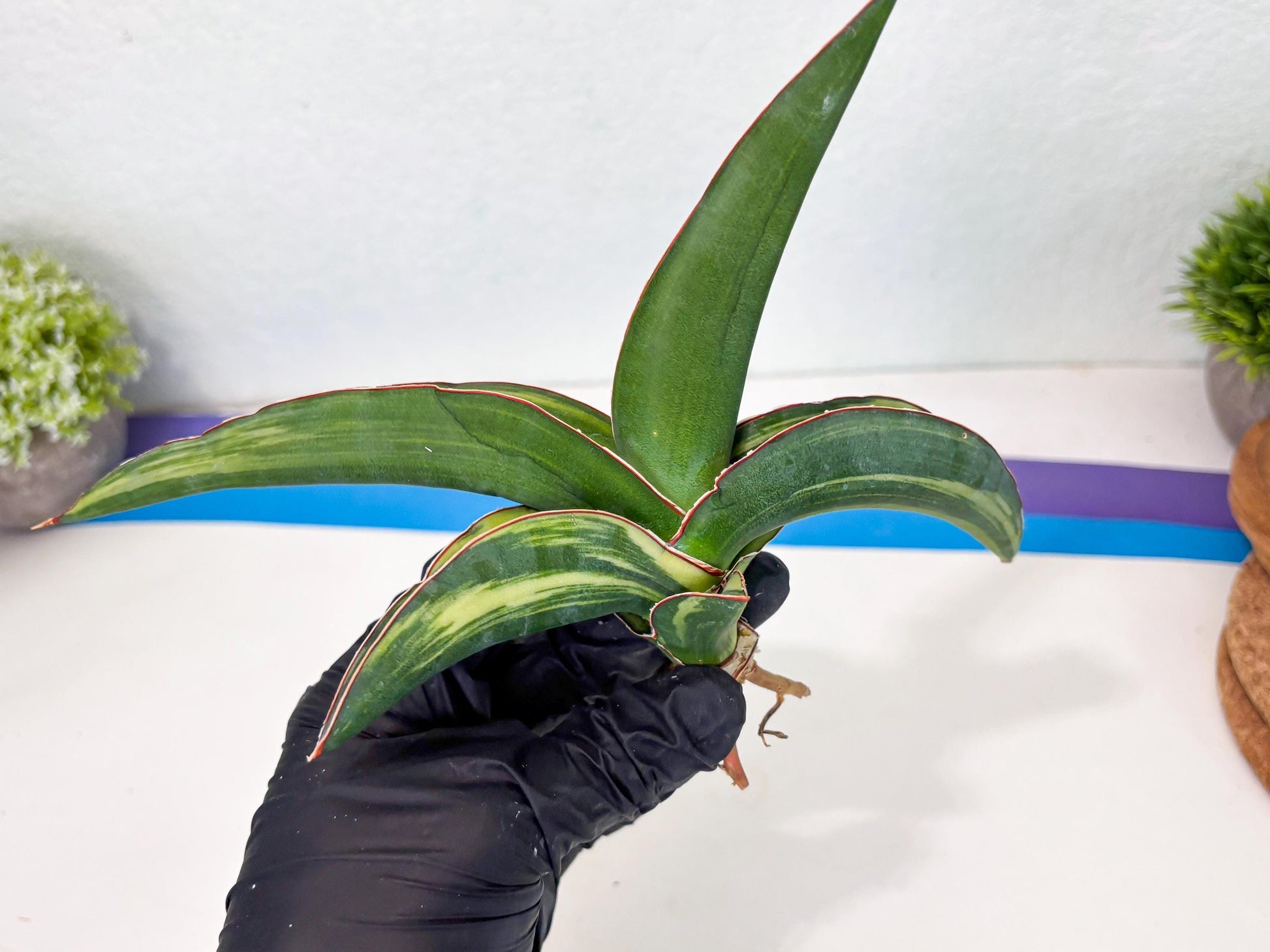Sansevieria Robusta Var (b) | Rare imported