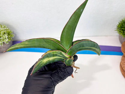Sansevieria Robusta Var (b) | Rare imported