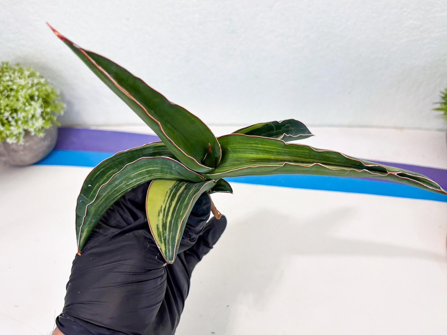 Sansevieria Robusta Var (b) | Rare imported
