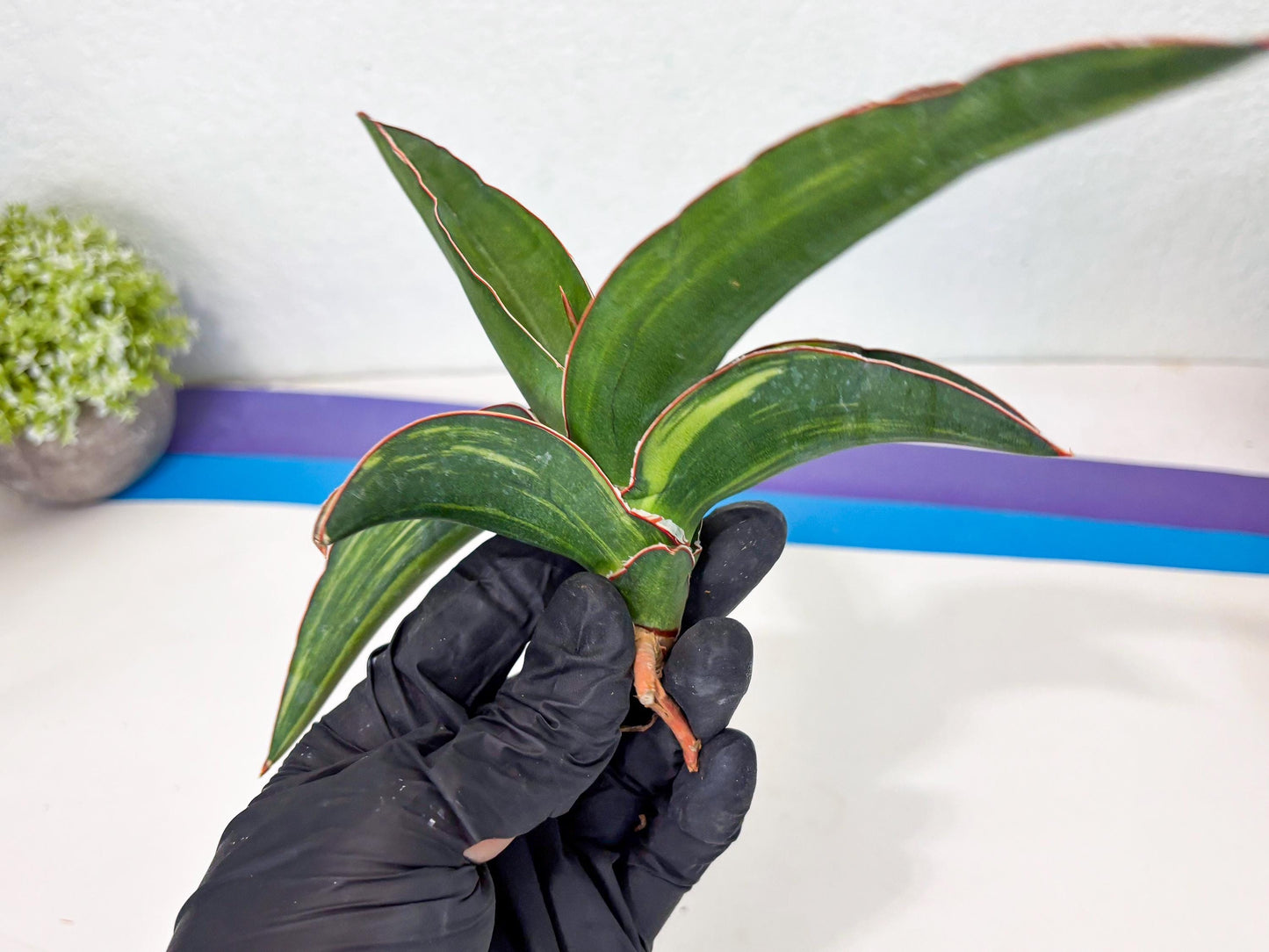 Sansevieria Robusta Var (b) | Rare imported