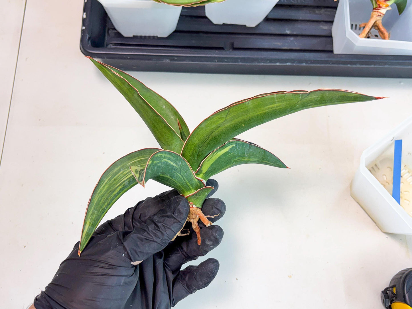 Sansevieria Robusta Var (b) | Rare imported