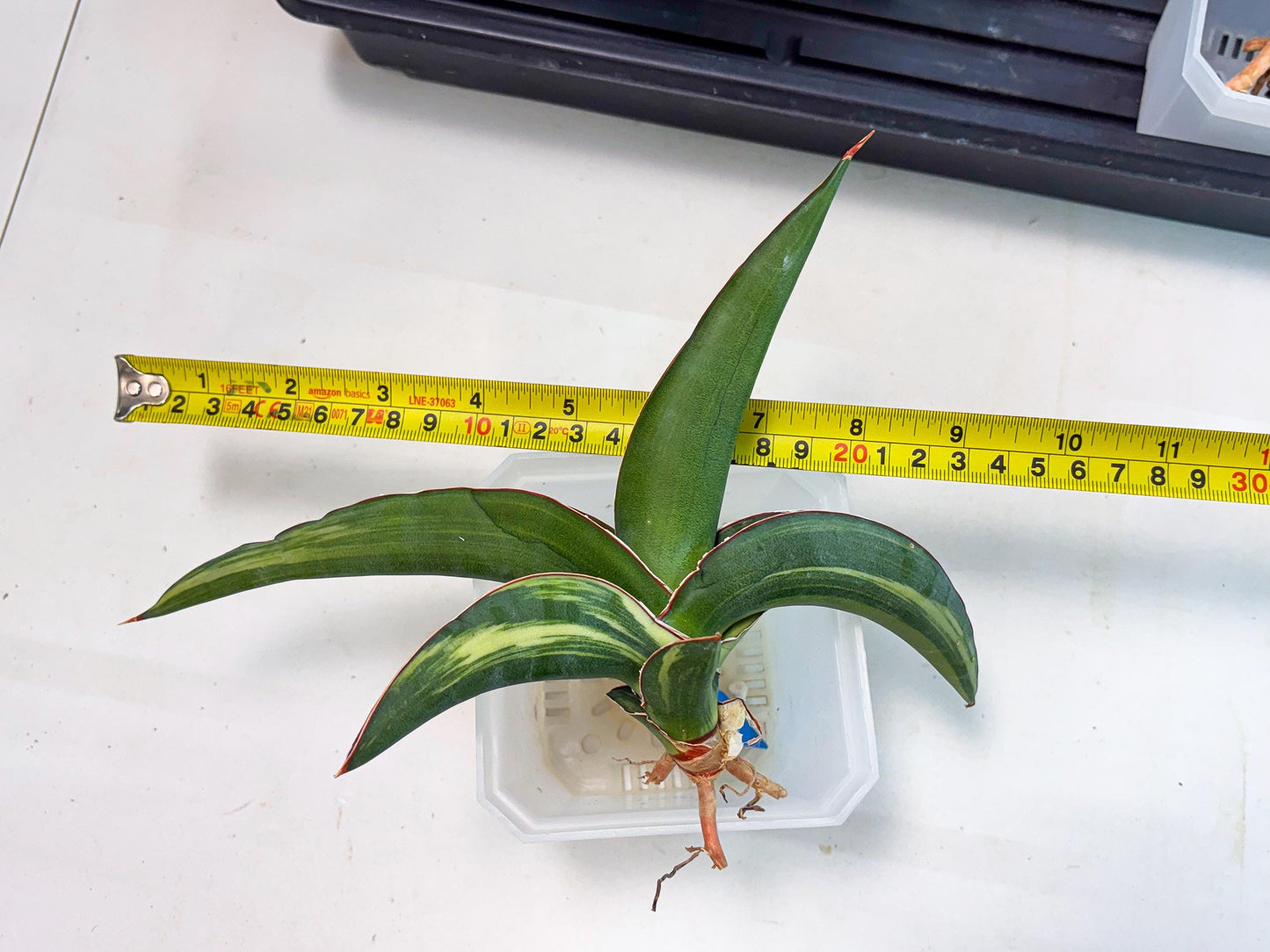 Sansevieria Robusta Var (b) | Rare imported