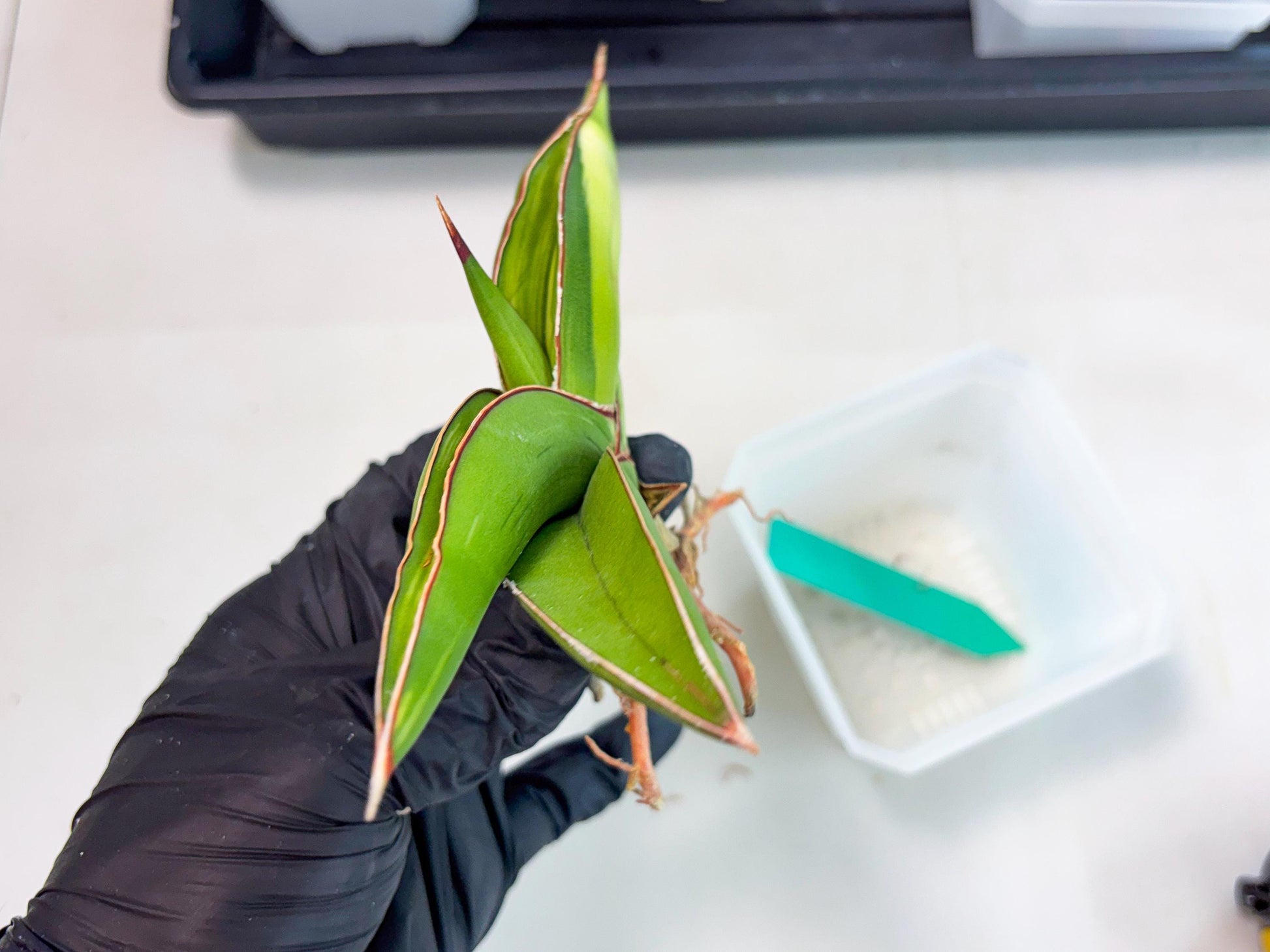 Sansevieria Robusta Var (g) | Rare imported