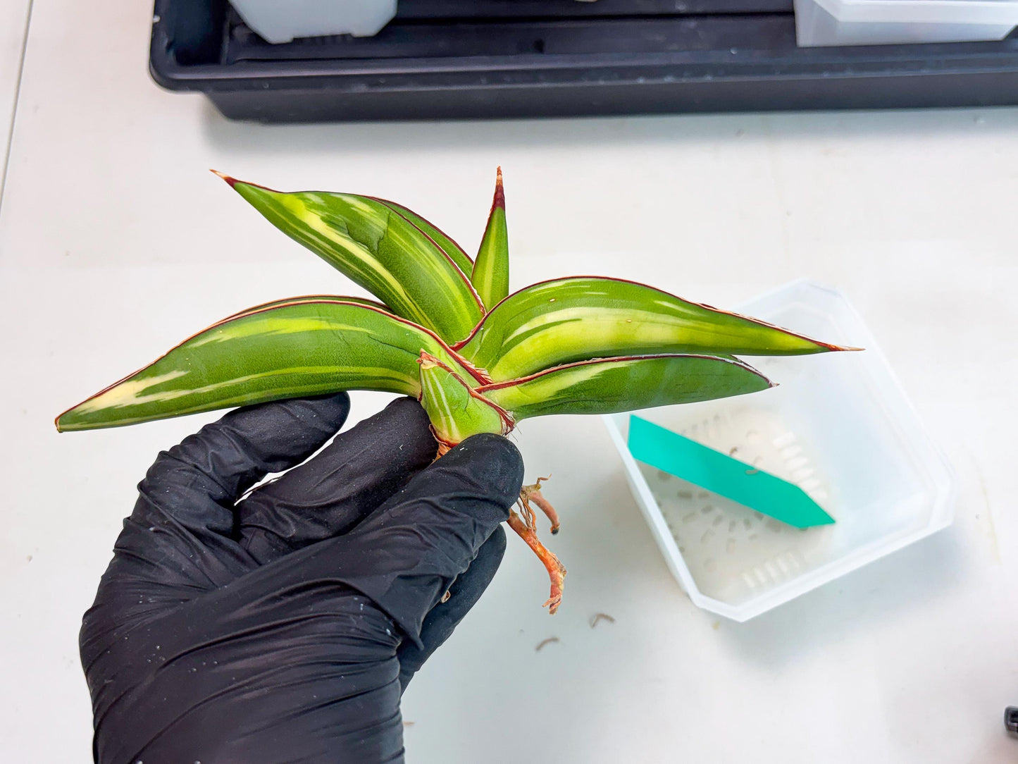 Sansevieria Robusta Var (g) | Rare imported