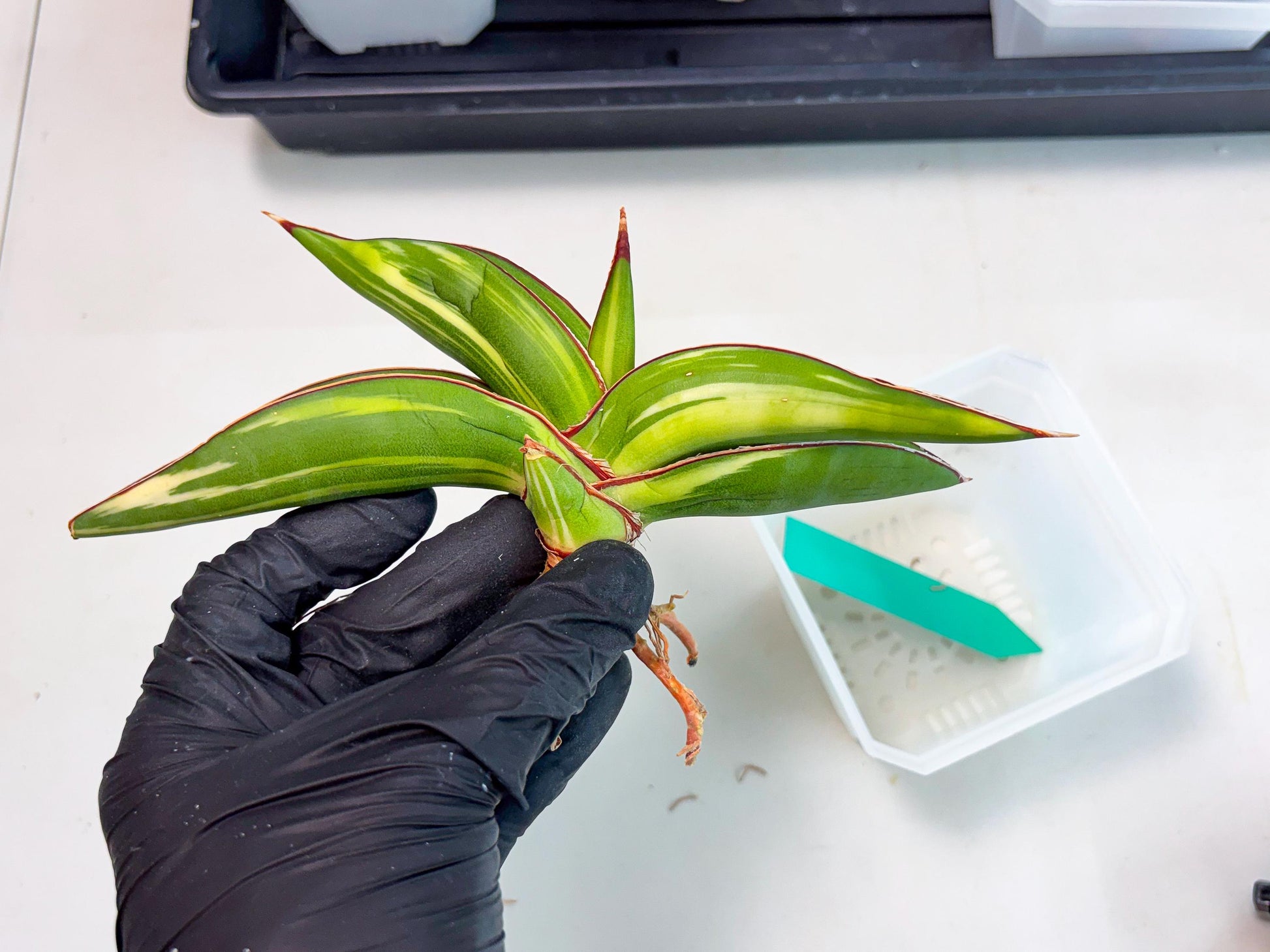 Sansevieria Robusta Var (g) | Rare imported