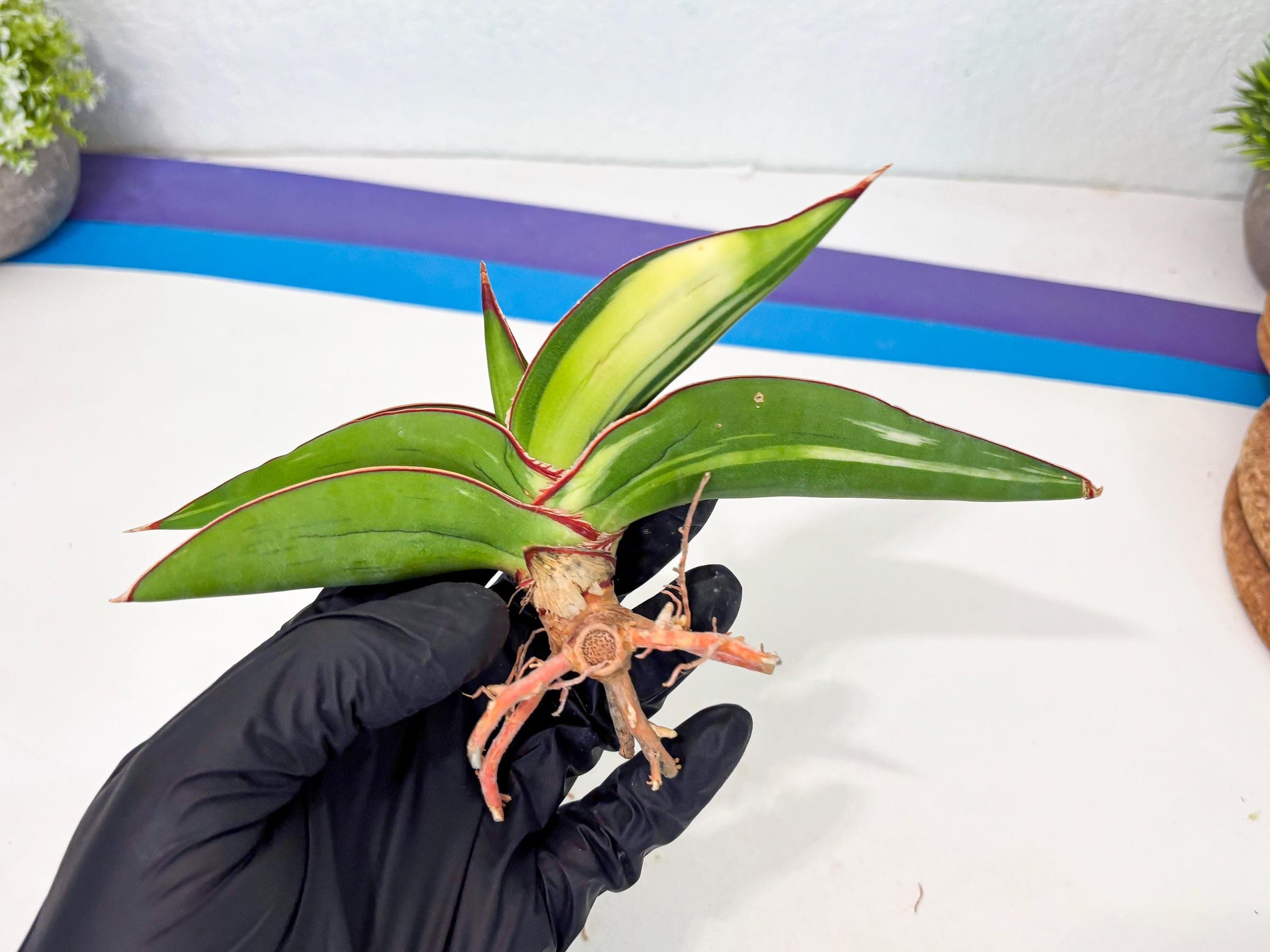 Sansevieria Robusta Var (g) | Rare imported