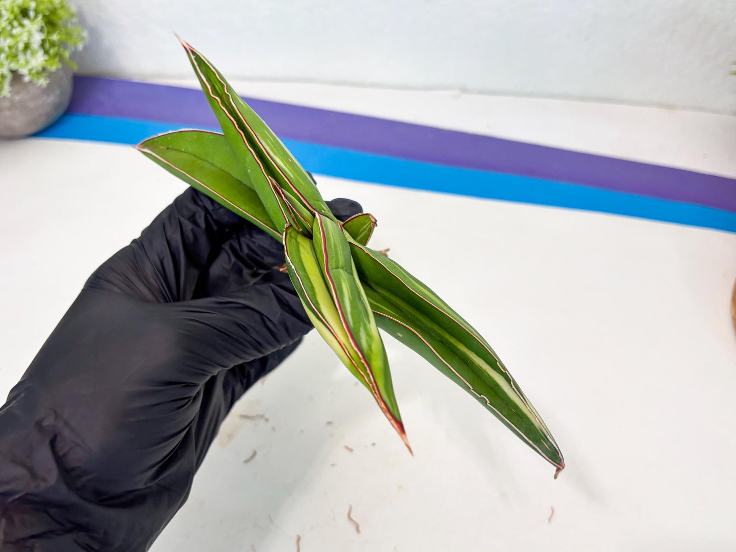 Sansevieria Robusta Var (g) | Rare imported