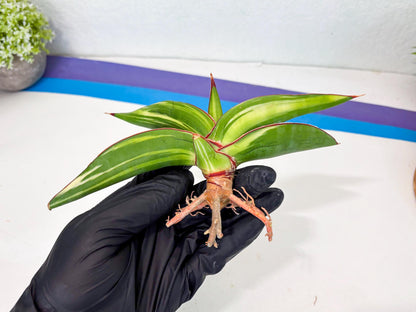 Sansevieria Robusta Var (g) | Rare imported