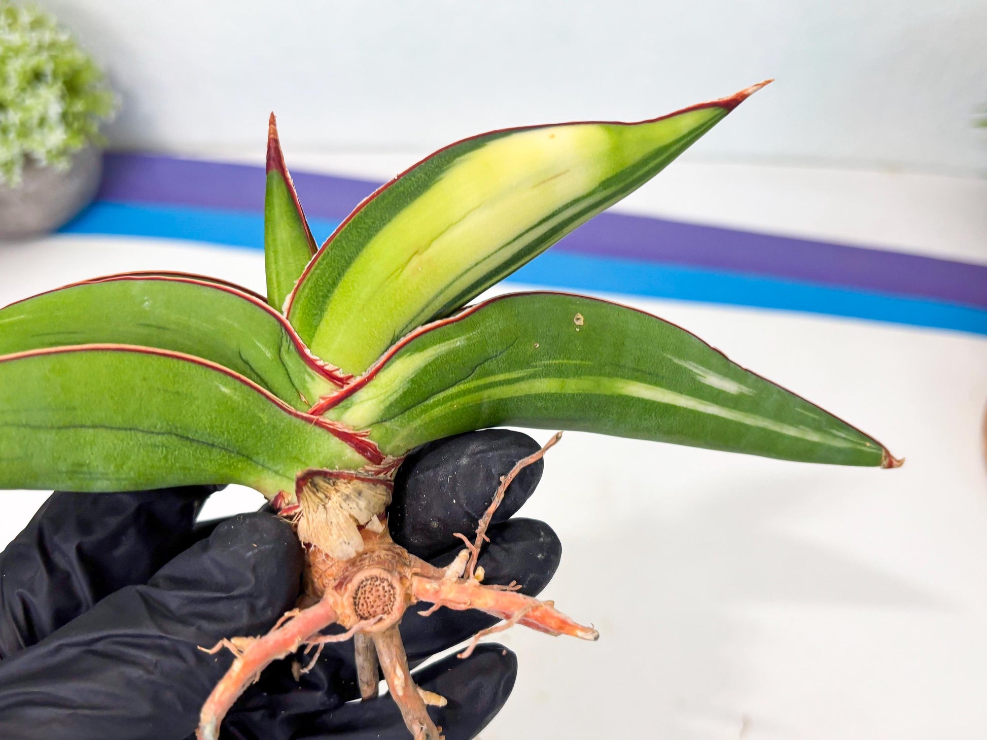Sansevieria Robusta Var (g) | Rare imported