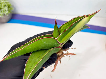 Sansevieria Robusta Var (g) | Rare imported