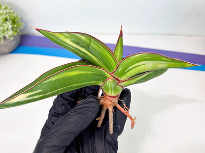 Sansevieria Robusta Var (g) | Rare imported