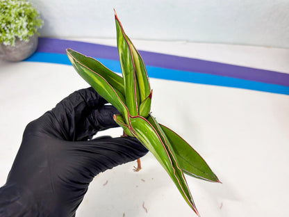 Sansevieria Robusta Var (g) | Rare imported