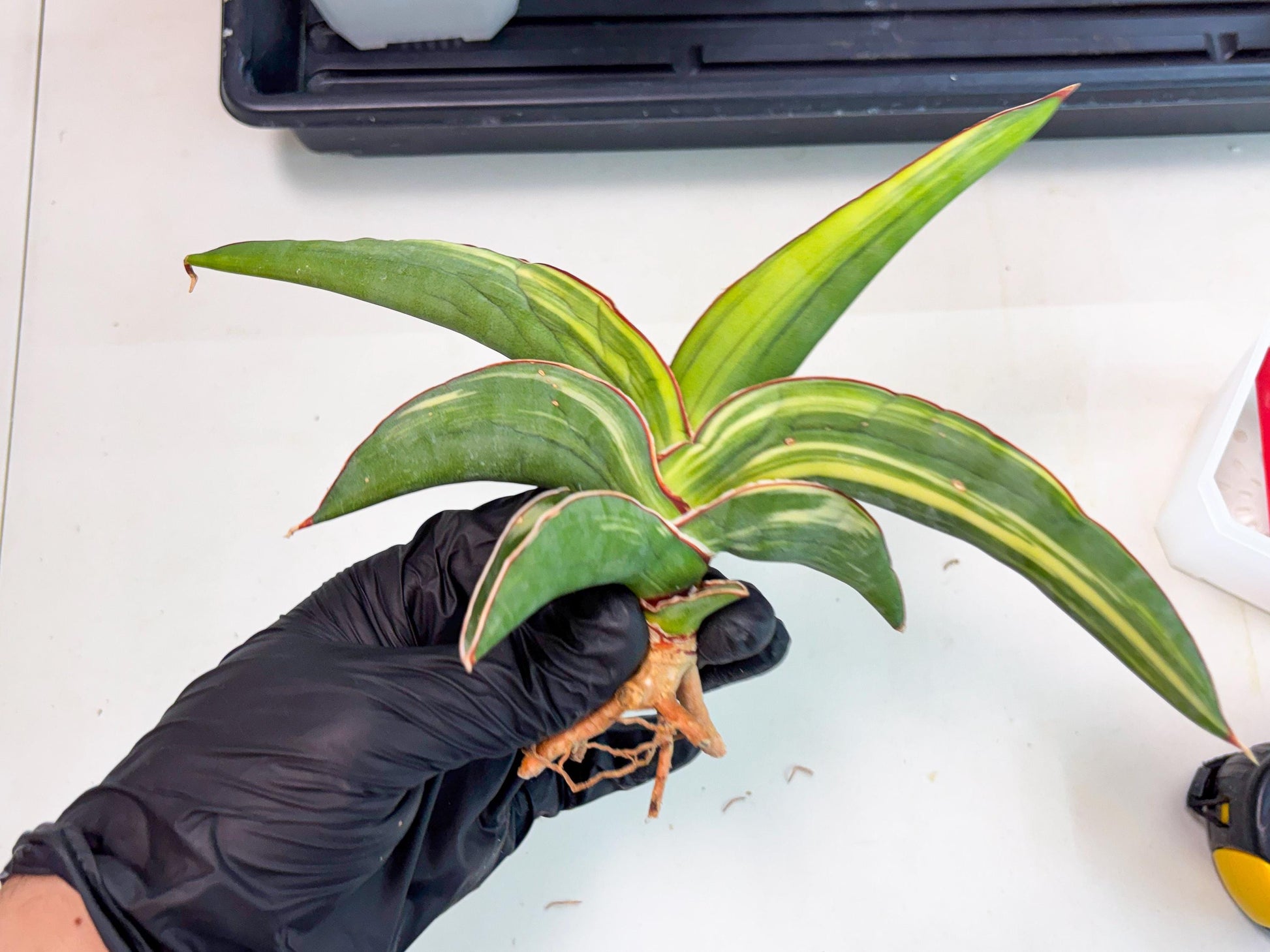Sansevieria Robusta Var (r) | Rare imported